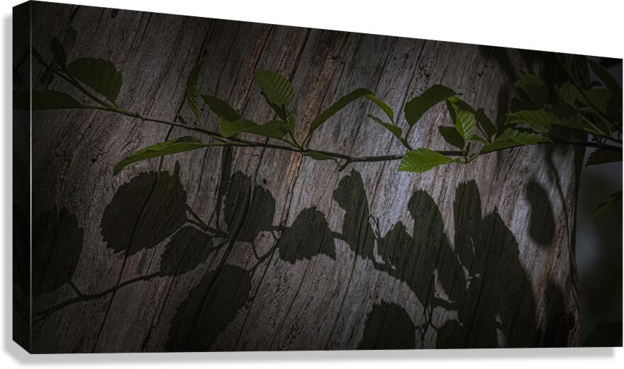 FS250512 SHADOW DANCING Canvas Print