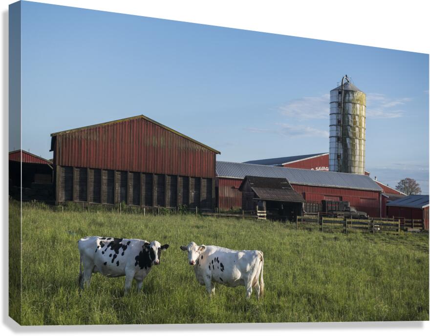 FS250528 COWS Canvas Print