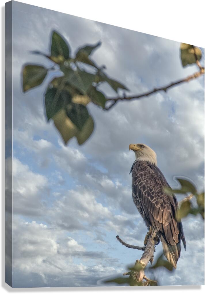 FS250707H2 EAGLE ALONE Canvas Print