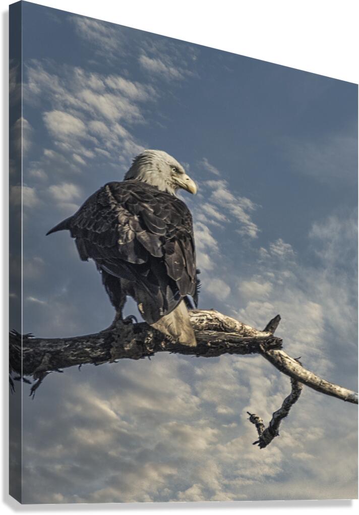 FS250709 EAGLE 2 Canvas Print