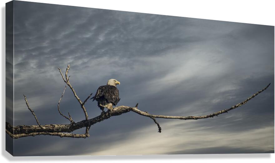 FS250709 EAGLE 4 Canvas Print