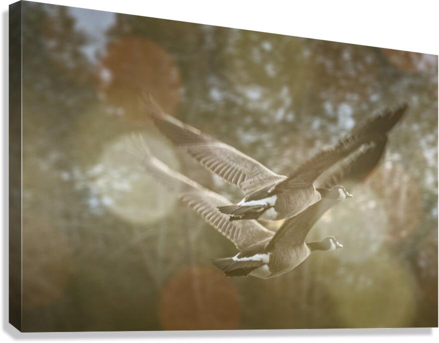 TWOGETHER 2025 Canvas Print