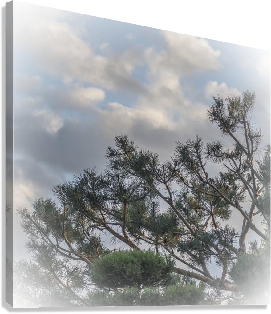 FS250925 TREE Canvas Print