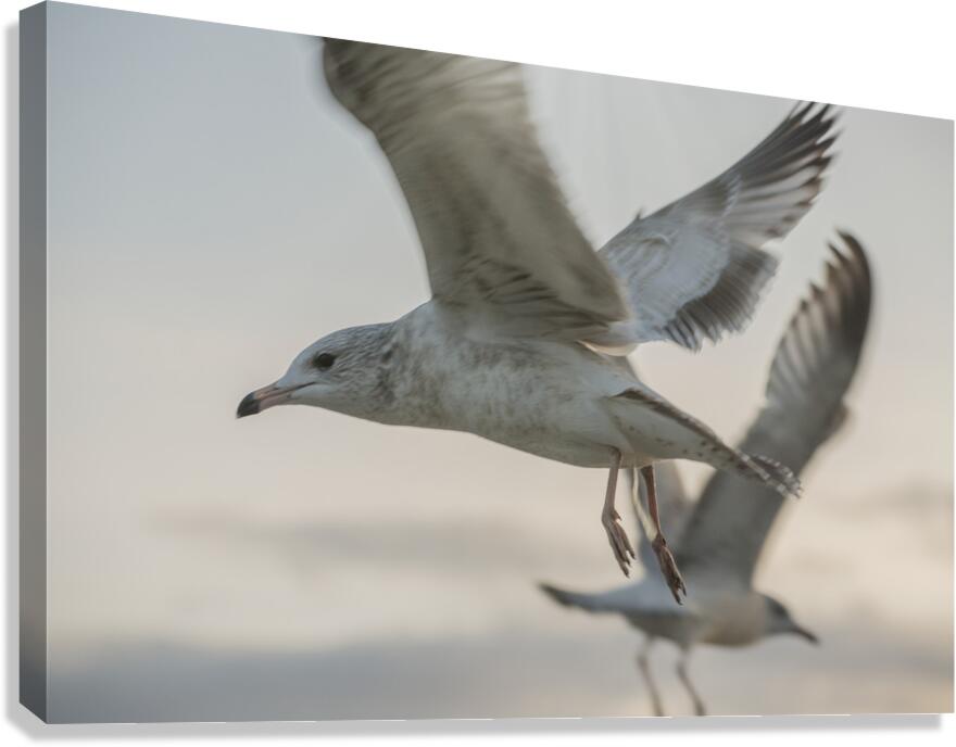 FS251107M Canvas Print