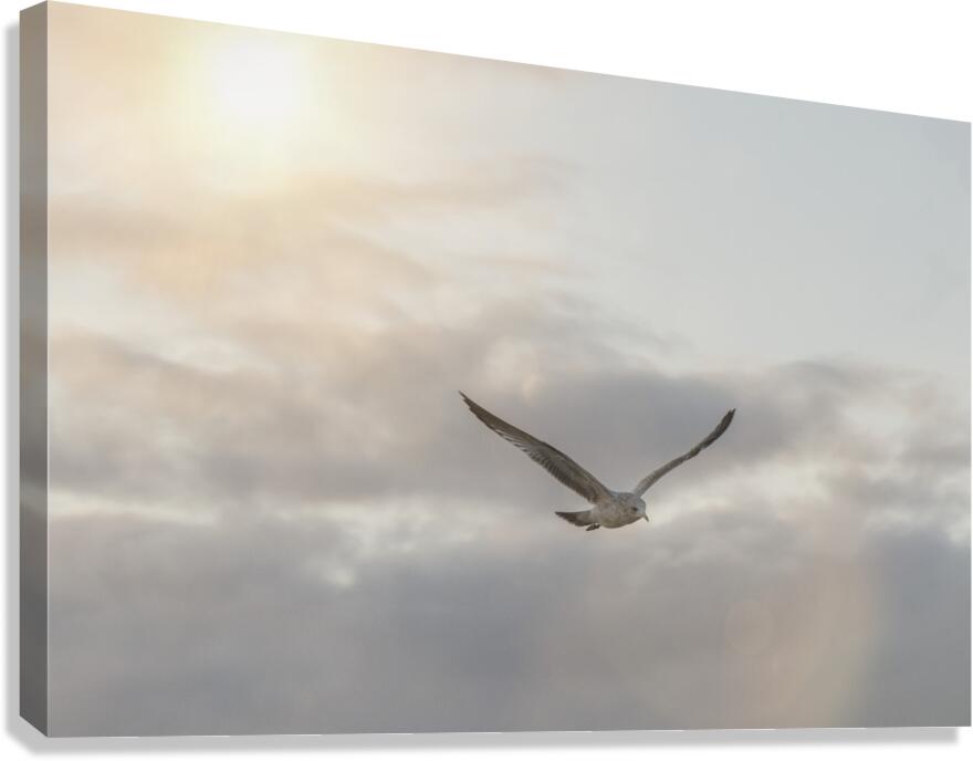 FS251107MS SEAGULL Canvas Print