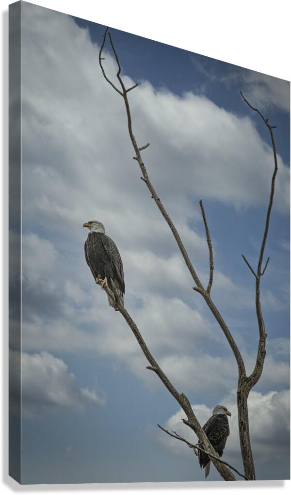 FS250101 EAGLES Canvas Print