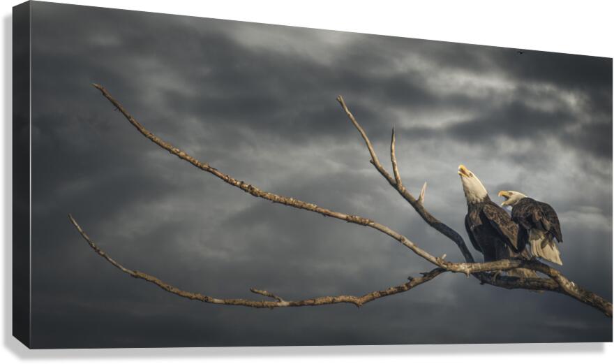 FS250211FF EAGLES CALLING Canvas Print
