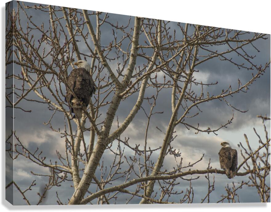 FS180306 EAGLES Canvas Print