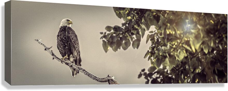 FS250707P EAGLE Canvas Print