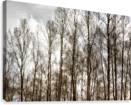 FS 160377 Canvas Print