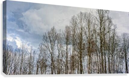 FS170323W Canvas Print