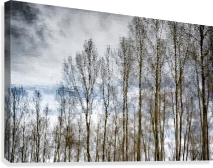 FS170221E2 Canvas Print