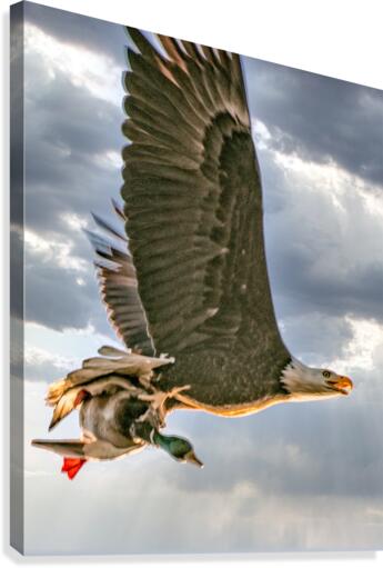 FS190317H Canvas Print