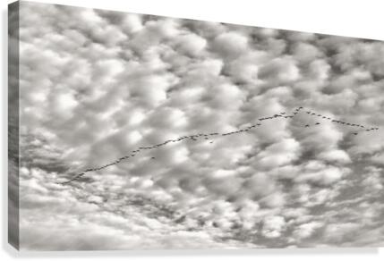 FS 130168 Canvas Print