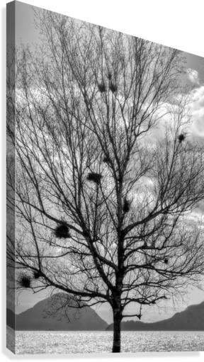 FS130323BW Canvas Print