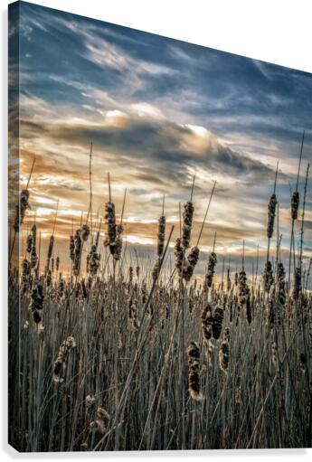 FS160424 Canvas Print