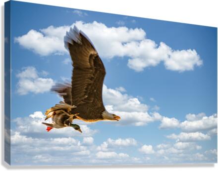 FS190317EE Canvas Print