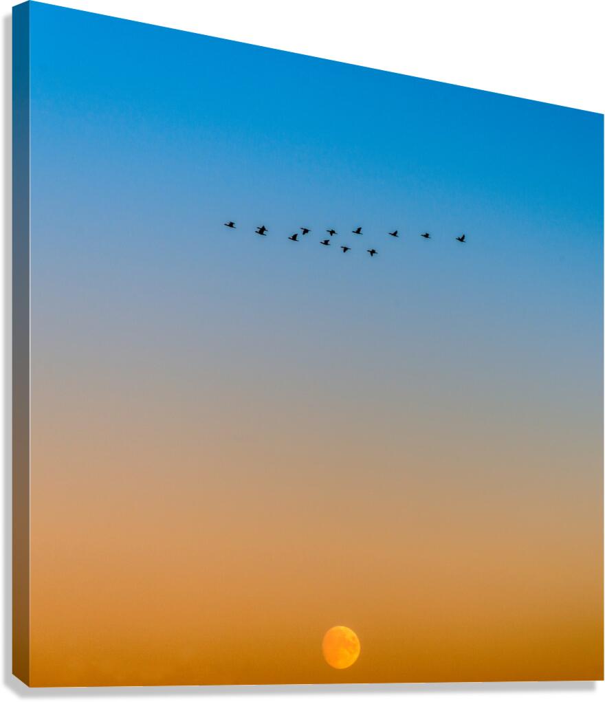 FS200928SS Canvas Print