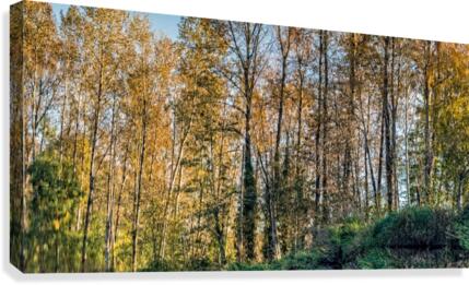 FS201026DW Canvas Print