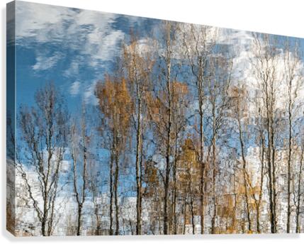 FS201107 2 Canvas Print