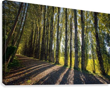 FS200928H Canvas Print