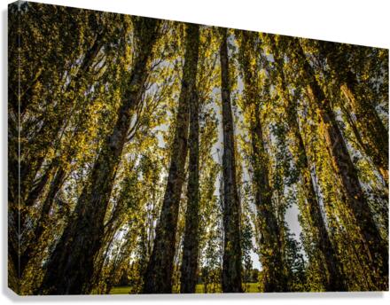 FS200928E Canvas Print