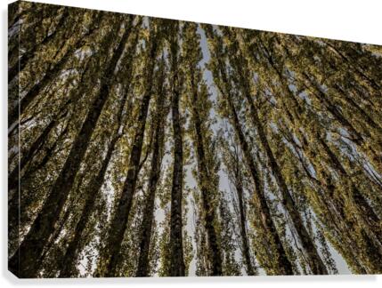 FS201005 Canvas Print