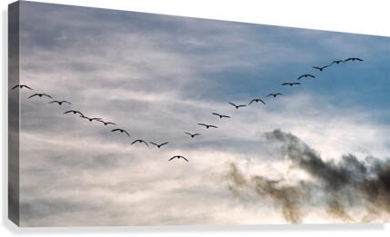 FS201217 Canvas Print