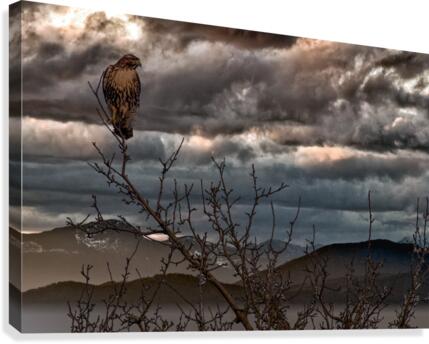 FS201217 00 Canvas Print