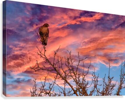 FS201217 02 Canvas Print