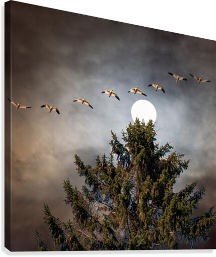 FS130401 0 Canvas Print