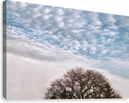 FS130119A Canvas Print