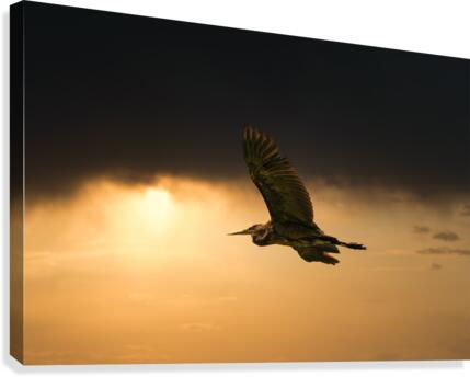 FS200814 0 Canvas Print