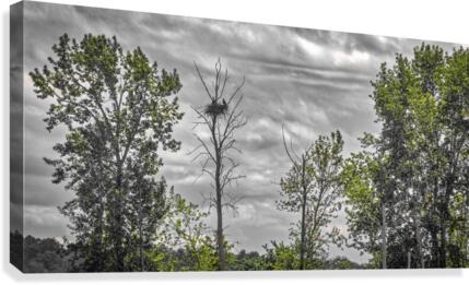 FS080613 Canvas Print