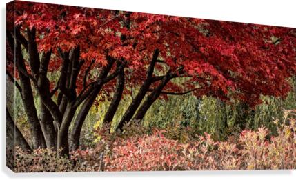 FS091104 Maple Canvas Print