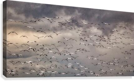 Geese Canvas Print