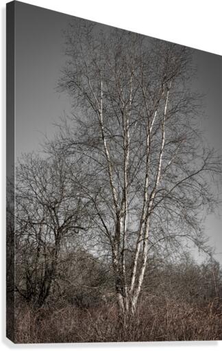 FS110219 Canvas Print