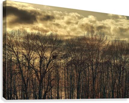 FS201212 0 Canvas Print