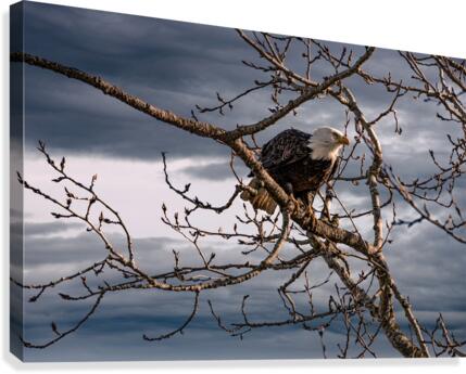 FS210223 2 Canvas Print