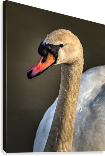 FS210303 Canvas Print