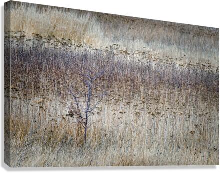 FS210227M Canvas Print