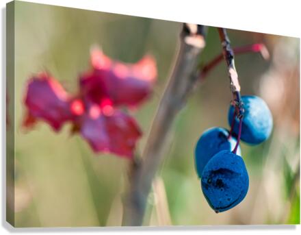 FS110815 Canvas Print
