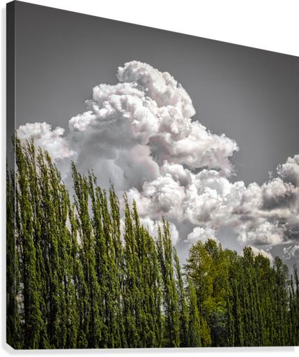 FS210501S Canvas Print