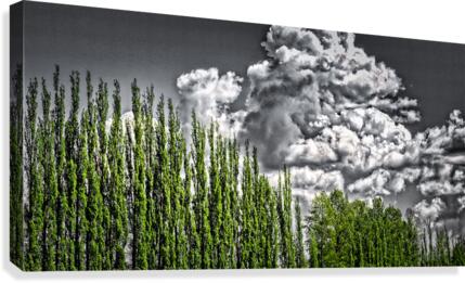 FS210501DW2 Canvas Print