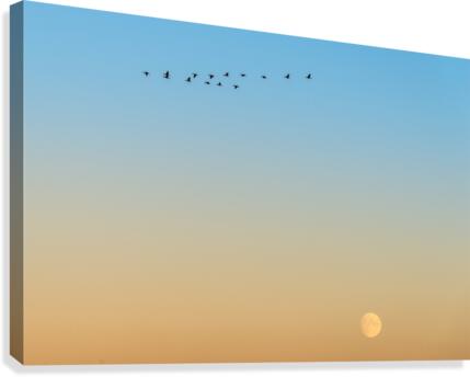 FS200928 3 Canvas Print