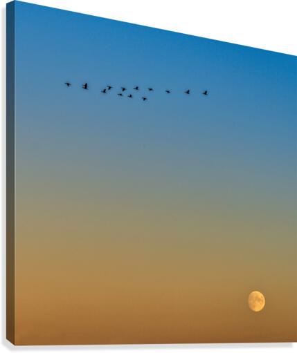 Moon Rise Canvas Print
