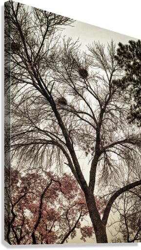 Fall Foliage Canvas Print