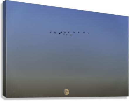 GEESE Canvas Print
