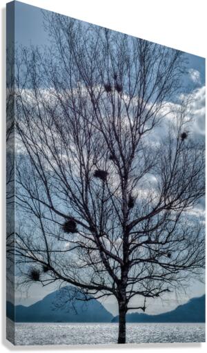 BIRD NESTS  Canvas Print