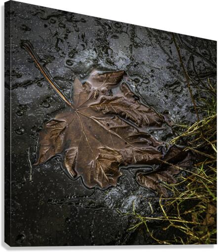 FROZEN IN TIME Canvas Print